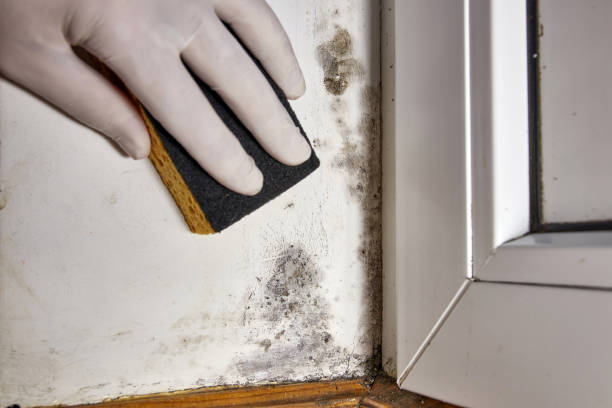 Professional Mold Removal in Sayre, OK